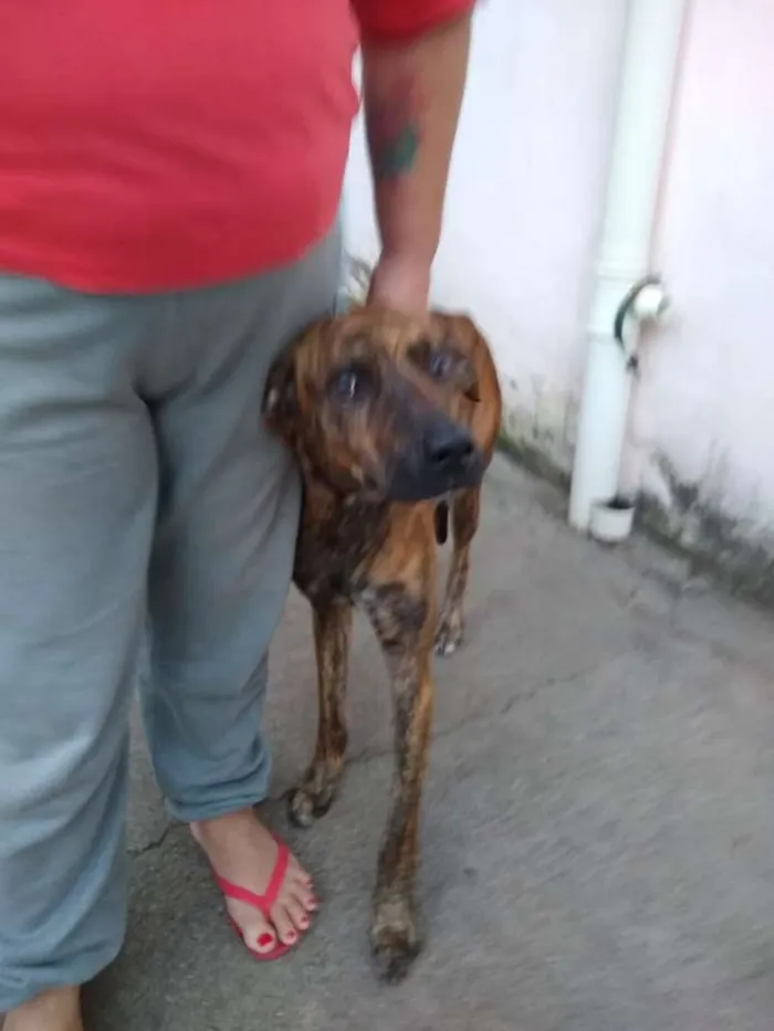 Cachorro ra a Fila Brasileiro Tigrado idade 1 ano nome Tigre
