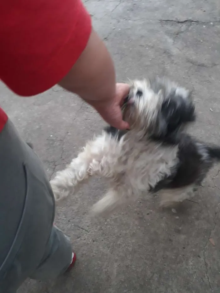 Cachorro ra a Shitsu com Poodle idade 5 anos nome Pituxa