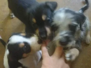 Cachorro raça Não sei idade Abaixo de 2 meses nome A definir