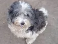 Pituxa