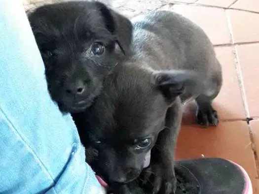 Cachorro ra a Mistura de pudle com vira lata idade 2 a 6 meses nome VC escolhe