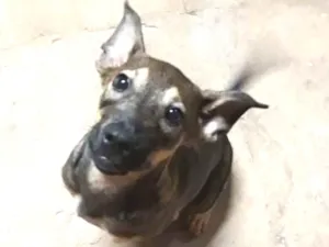 Cachorro raça Boxer misturada com Vira-Lata idade 2 a 6 meses nome Aninha