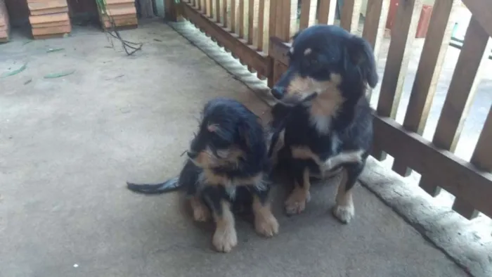 Cachorro ra a indefinida idade 3 anos nome Lili
