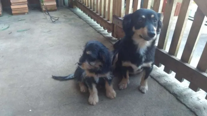 Cachorro ra a indefinida idade 3 anos nome Lili