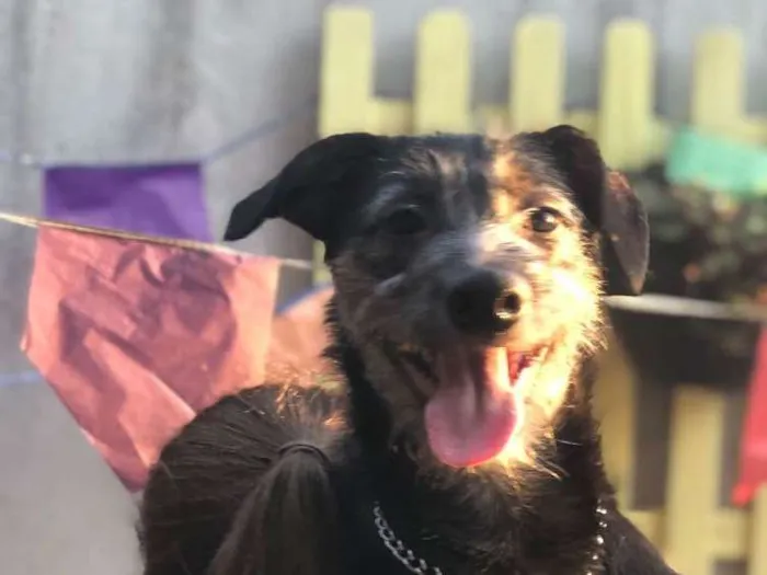 Cachorro ra a SRD idade 1 ano nome Lennon