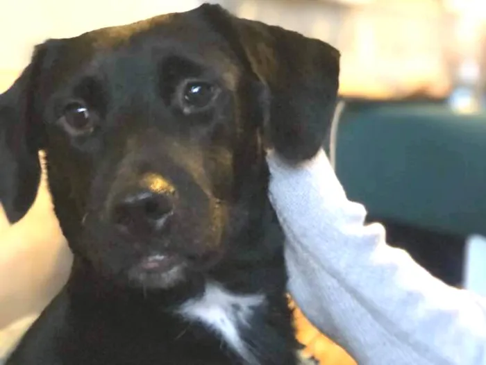 Cachorro raça SRD idade 1 ano nome Cleo