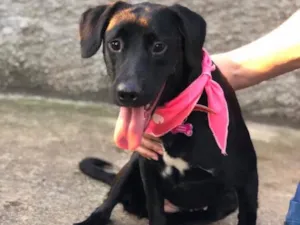 Cachorro raça SRD idade 1 ano nome Cleo