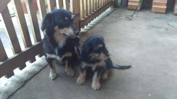 Cachorro ra a indefinida idade 2 a 6 meses nome Lilico