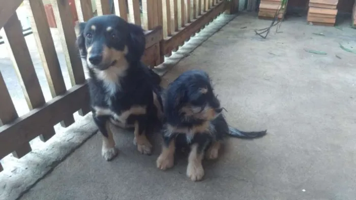 Cachorro ra a indefinida idade 2 a 6 meses nome Lilico