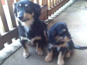 Cachorro raça indefinida idade 3 anos nome Lili