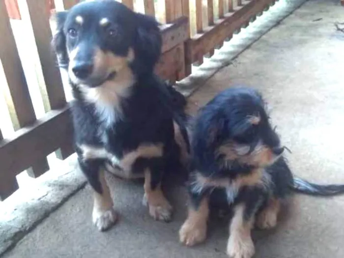 Cachorro ra a indefinida idade 3 anos nome Lili