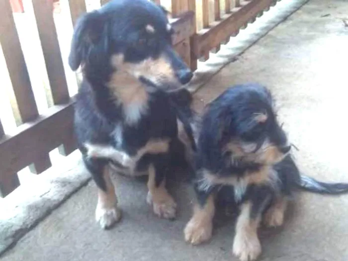 Cachorro ra a indefinida idade 3 anos nome Lili