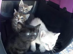 Gato raça  idade 2 a 6 meses nome Gracinhas