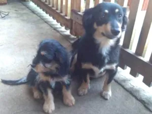 Cachorro raça indefinida idade 2 a 6 meses nome Lilico