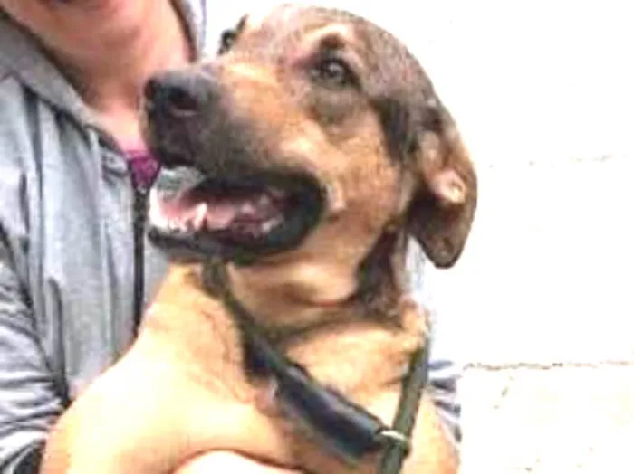 Cachorro ra a SRD idade 2 anos nome Simba