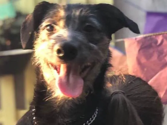 Cachorro ra a SRD idade 1 ano nome Lennon