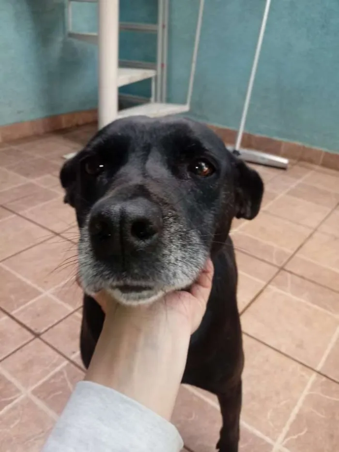 Cachorro ra a SRD idade 6 ou mais anos nome BIG