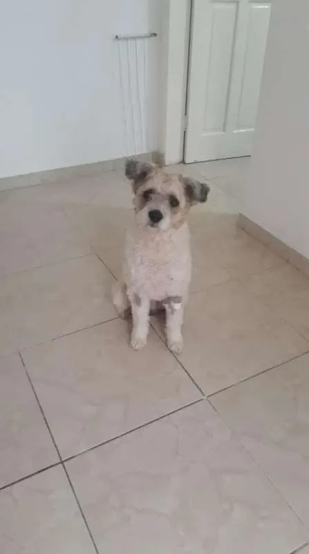 Cachorro raça Poodle Lhasa Apso idade 4 anos nome Platão