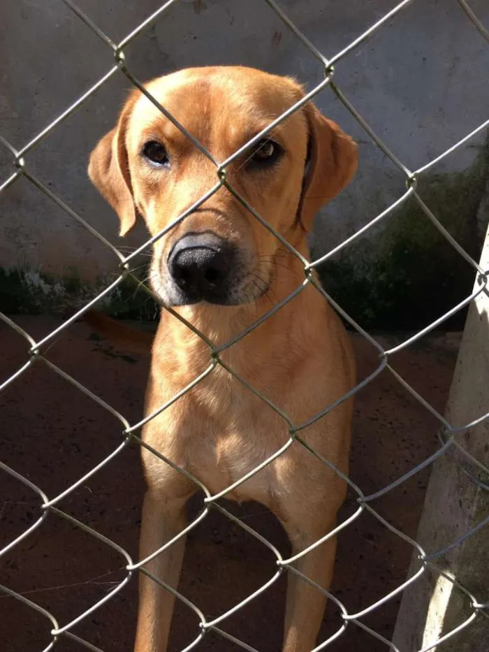 Cachorro ra a Canina idade 2 anos nome ALEMÃO
