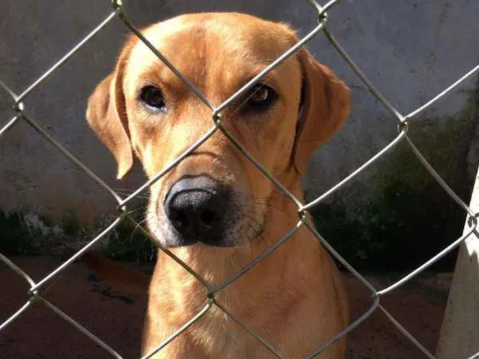 Cachorro ra a Canina idade 2 anos nome ALEMÃO