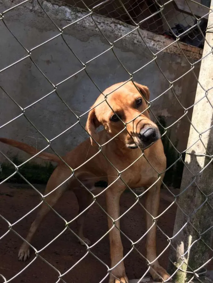 Cachorro ra a Canina idade 2 anos nome ALEMÃO