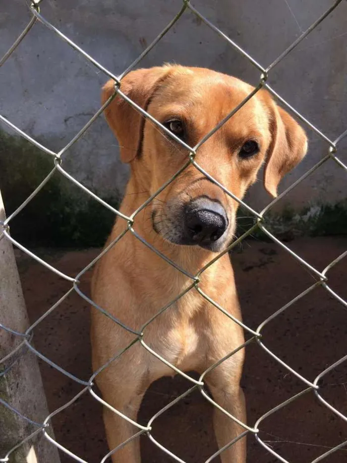 Cachorro ra a Canina idade 2 anos nome ALEMÃO