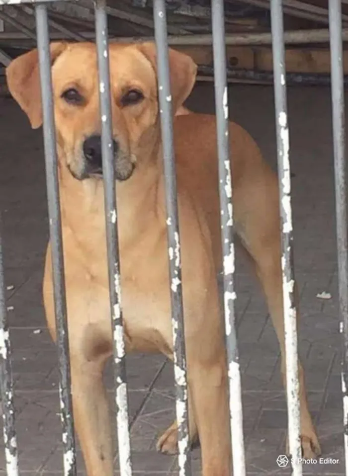 Cachorro ra a Canina idade 2 anos nome ALEMÃO