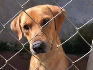 Cachorro raça Canina idade 2 anos nome ALEMÃO