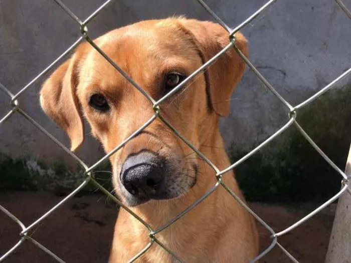 Cachorro ra a Canina idade 2 anos nome ALEMÃO