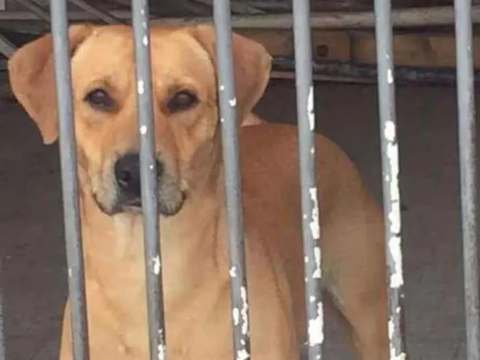 Cachorro ra a Canina idade 2 anos nome ALEMÃO