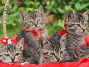 Gato raça Srd idade Abaixo de 2 meses nome Filhotas lindas