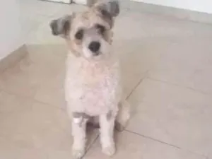 Cachorro raça Poodle Lhasa Apso idade 4 anos nome Platão