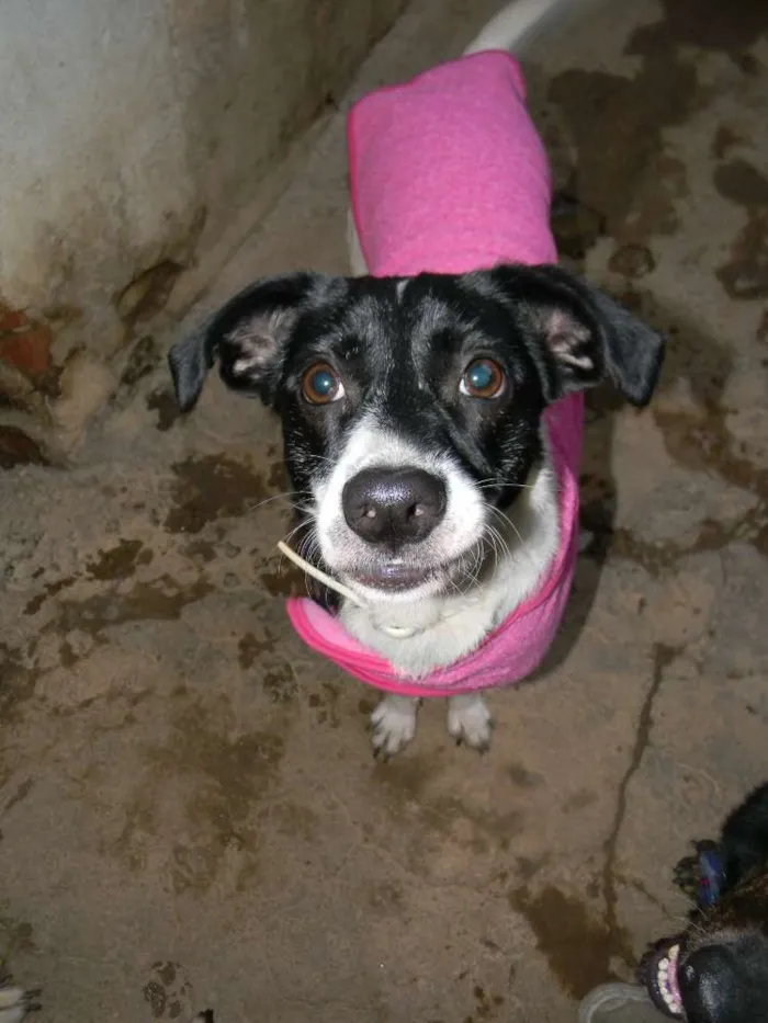 Cachorro raça Srd idade 2 anos nome Fiona