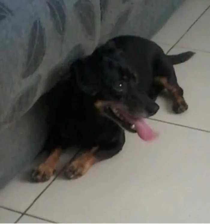 Cachorro ra a tekel idade 6 ou mais anos nome cid