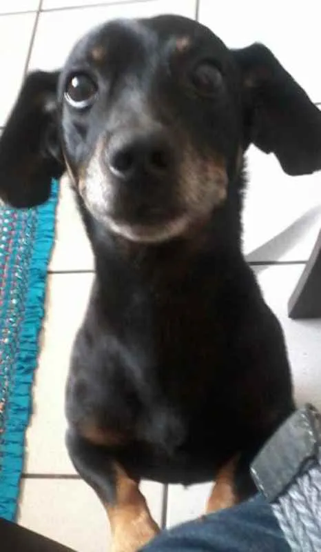 Cachorro ra a tekel idade 6 ou mais anos nome cid