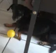 cid