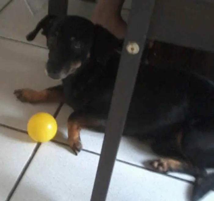 Cachorro ra a tekel idade 6 ou mais anos nome cid