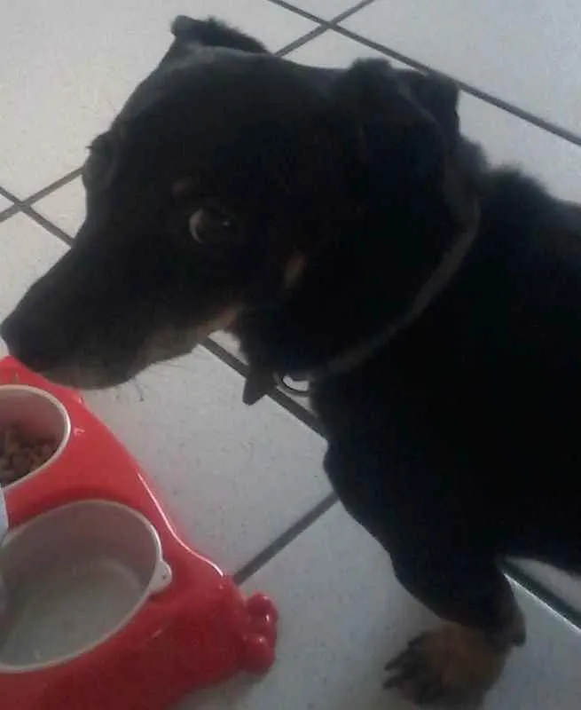 Cachorro ra a tekel idade 6 ou mais anos nome cid