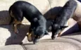 Nina,magrela e estre