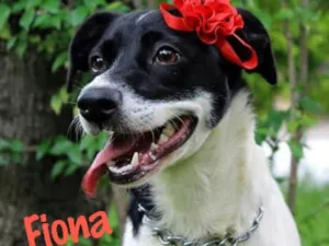 Cachorro raça Srd idade 2 anos nome Fiona
