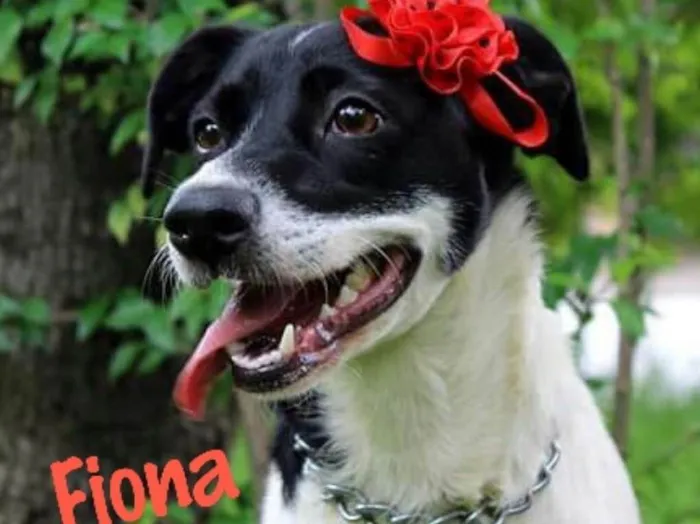 Cachorro raça Srd idade 2 anos nome Fiona