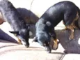 Nina,magrela e estre