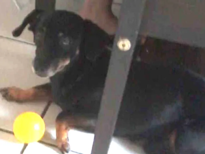 Cachorro ra a tekel idade 6 ou mais anos nome cid