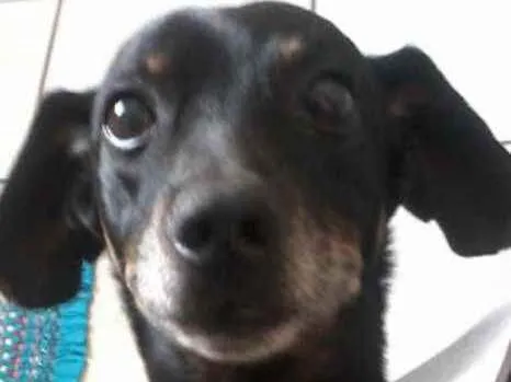 Cachorro ra a tekel idade 6 ou mais anos nome cid
