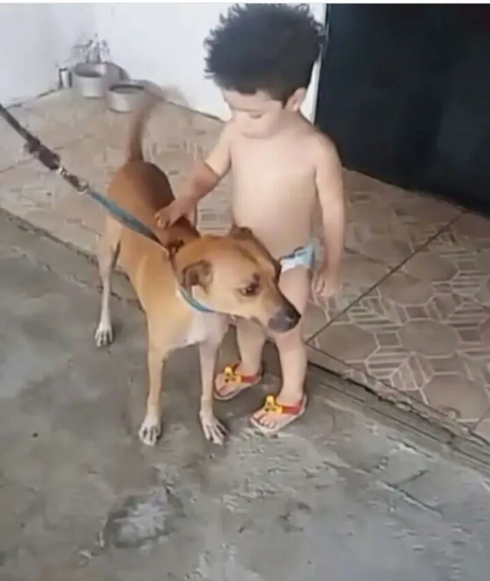 Cachorro ra a Vira Lata idade 5 anos nome Mel