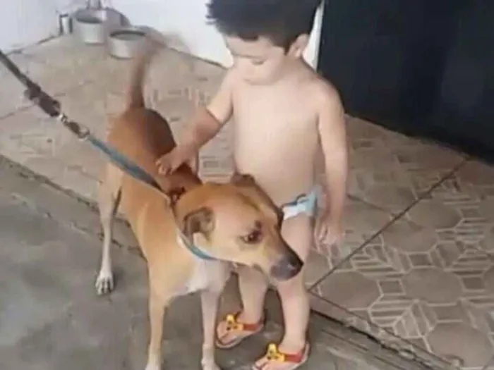 Cachorro ra a Vira Lata idade 5 anos nome Mel