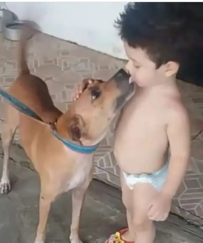 Cachorro ra a Vira Lata idade 5 anos nome Mel