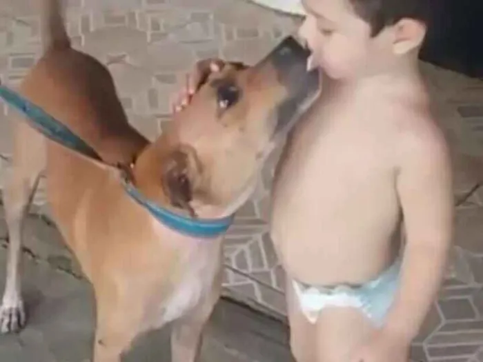 Cachorro ra a Vira Lata idade 5 anos nome Mel