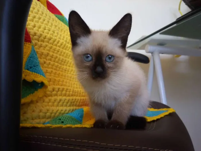 Gato ra a Sem raça definida  idade Abaixo de 2 meses nome Chiquinha