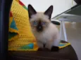 Chiquinha